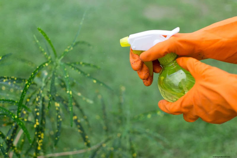 Organische ongediertebestrijding:19 natuurlijke oplossingen voor tuinproblemen in juli 