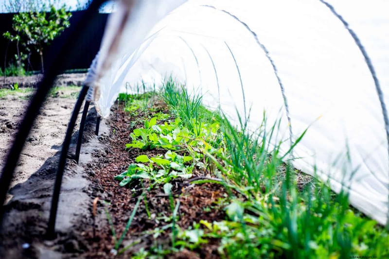 Organische ongediertebestrijding:19 natuurlijke oplossingen voor tuinproblemen in juli 