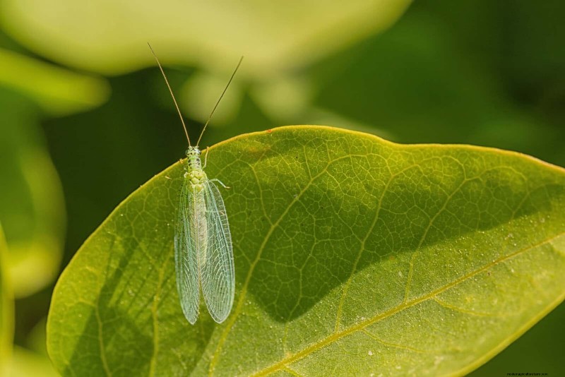 Organische ongediertebestrijding:19 natuurlijke oplossingen voor tuinproblemen in juli 