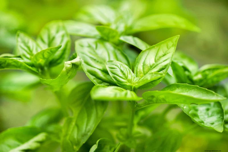 Organische ongediertebestrijding:19 natuurlijke oplossingen voor tuinproblemen in juli 