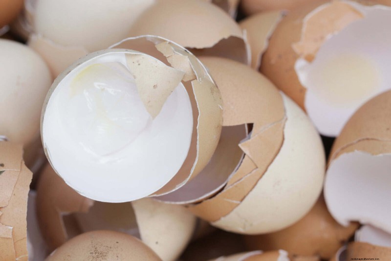 Organische ongediertebestrijding:19 natuurlijke oplossingen voor tuinproblemen in juli 