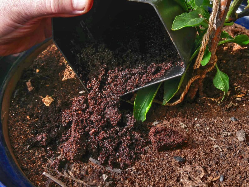 Organische ongediertebestrijding:19 natuurlijke oplossingen voor tuinproblemen in juli 