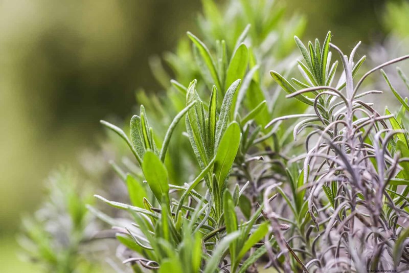 Organische ongediertebestrijding:19 natuurlijke oplossingen voor tuinproblemen in juli 