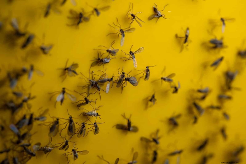 Organische ongediertebestrijding:19 natuurlijke oplossingen voor tuinproblemen in juli 
