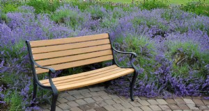 Coperture del terreno profumate:soluzioni repellenti per i parassiti e bellissime soluzioni per il giardino 