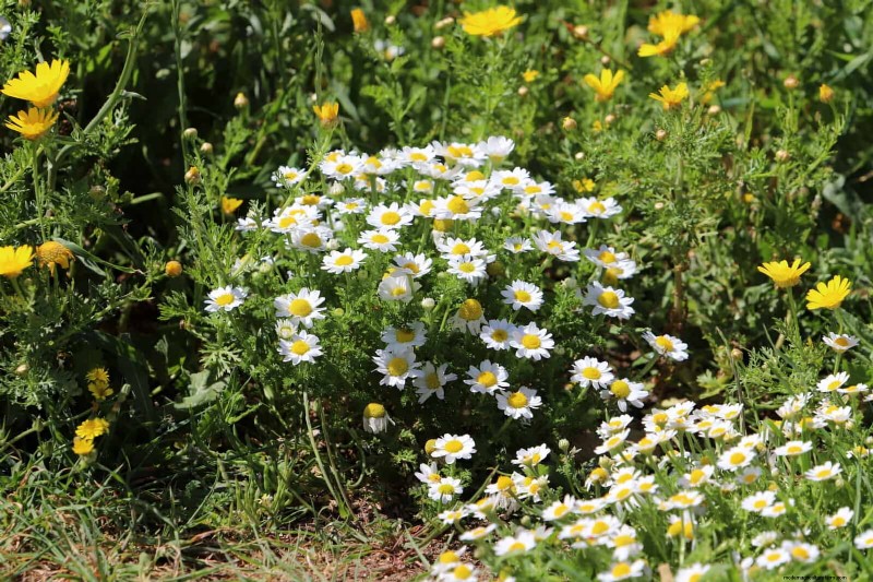 Geurige bodembedekkers:ongediertebestrijding en prachtige tuinoplossingen 