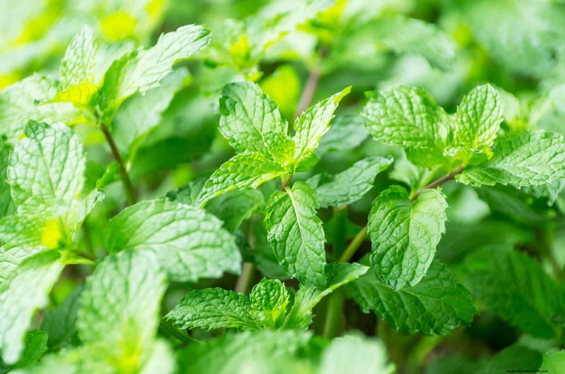Geurige bodembedekkers:ongediertebestrijding en prachtige tuinoplossingen 