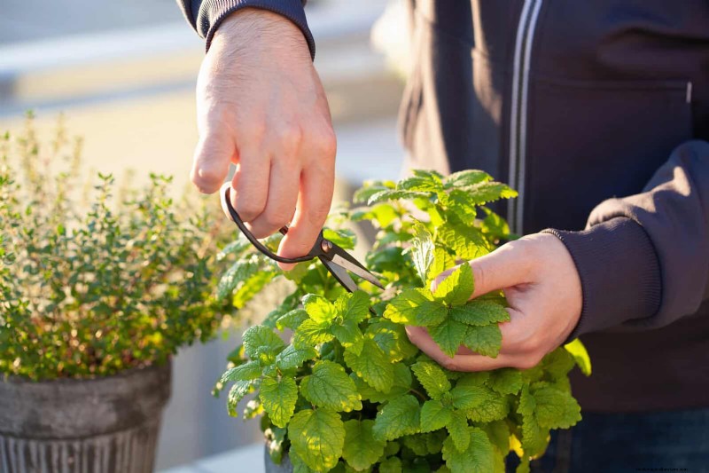 Geurige bodembedekkers:ongediertebestrijding en prachtige tuinoplossingen 