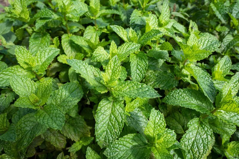 Geurige bodembedekkers:ongediertebestrijding en prachtige tuinoplossingen 