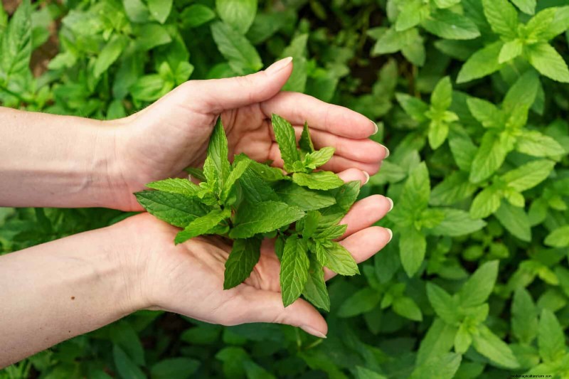 Geurige bodembedekkers:ongediertebestrijding en prachtige tuinoplossingen 