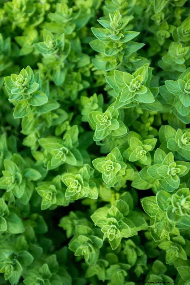 Geurige bodembedekkers:ongediertebestrijding en prachtige tuinoplossingen 