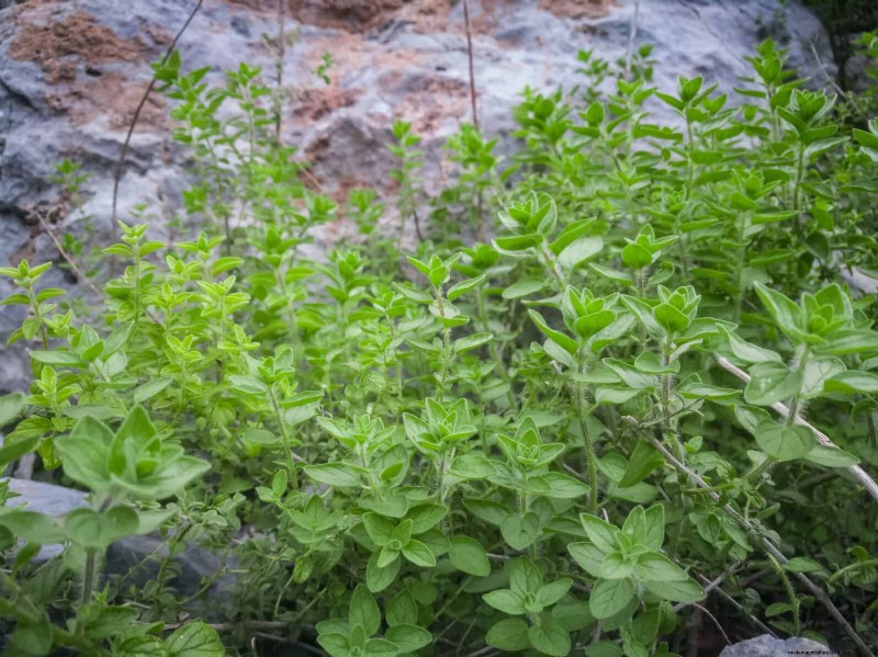 Geurige bodembedekkers:ongediertebestrijding en prachtige tuinoplossingen 