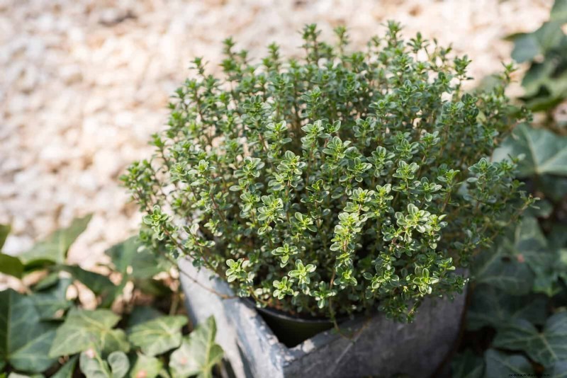 Geurige bodembedekkers:ongediertebestrijding en prachtige tuinoplossingen 