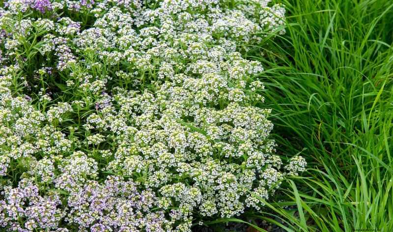 Geurige bodembedekkers:ongediertebestrijding en prachtige tuinoplossingen 