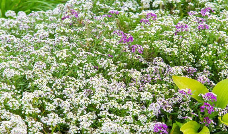 Geurige bodembedekkers:ongediertebestrijding en prachtige tuinoplossingen 