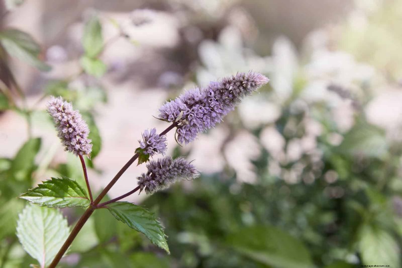 Geurige bodembedekkers:ongediertebestrijding en prachtige tuinoplossingen 