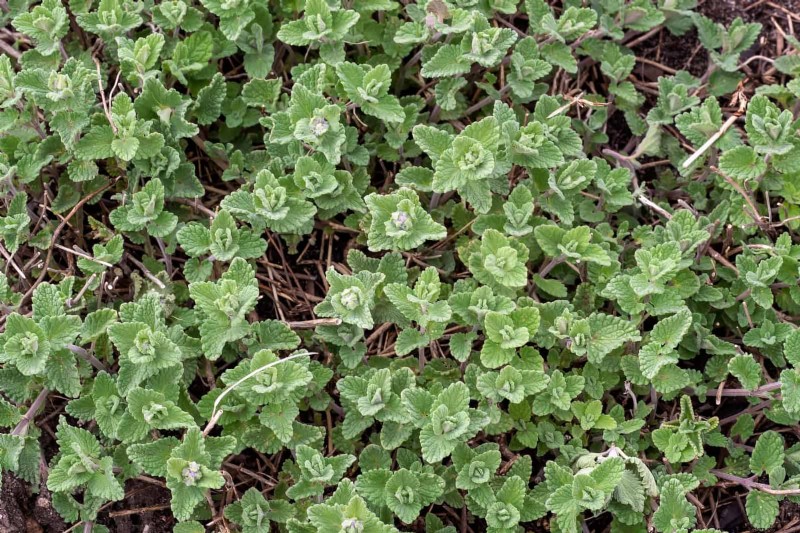 Geurige bodembedekkers:ongediertebestrijding en prachtige tuinoplossingen 