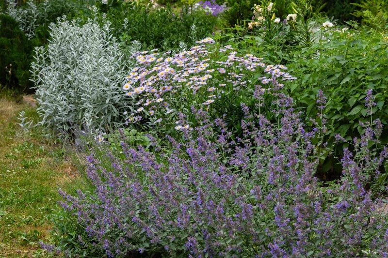 Geurige bodembedekkers:ongediertebestrijding en prachtige tuinoplossingen 