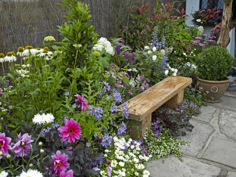Verlengde bloei:13 bloemen voor tuinen in de late zomer en vroege herfst 