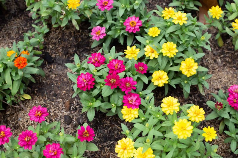 Verlengde bloei:13 bloemen voor tuinen in de late zomer en vroege herfst 