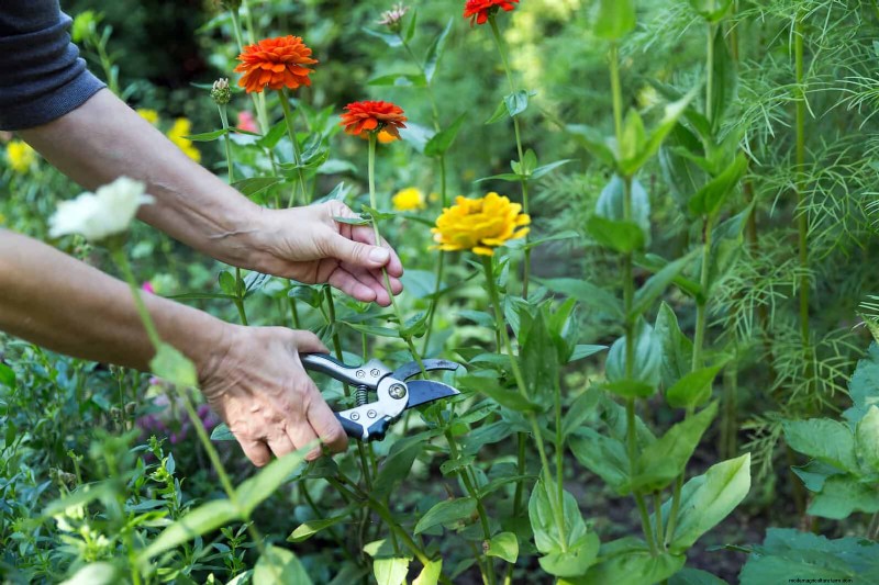 Verlengde bloei:13 bloemen voor tuinen in de late zomer en vroege herfst 