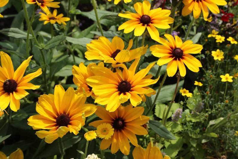 Verlengde bloei:13 bloemen voor tuinen in de late zomer en vroege herfst 