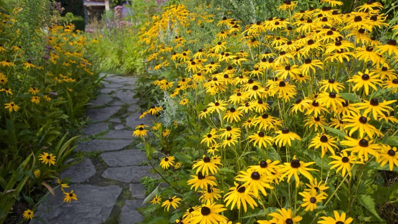Verlengde bloei:13 bloemen voor tuinen in de late zomer en vroege herfst 