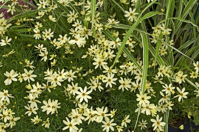 Verlengde bloei:13 bloemen voor tuinen in de late zomer en vroege herfst 