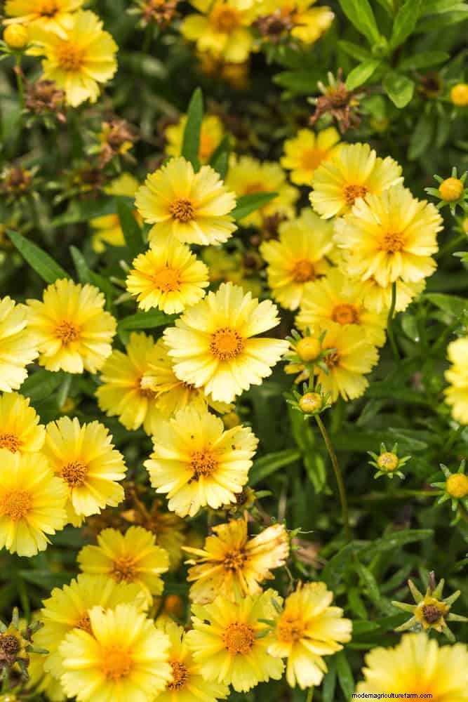 Verlengde bloei:13 bloemen voor tuinen in de late zomer en vroege herfst 