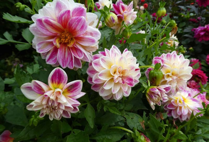 Verlengde bloei:13 bloemen voor tuinen in de late zomer en vroege herfst 
