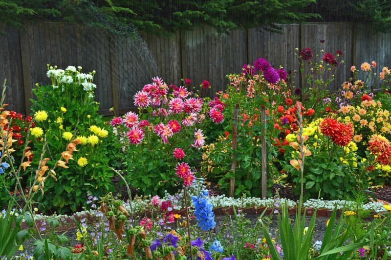 Verlengde bloei:13 bloemen voor tuinen in de late zomer en vroege herfst 