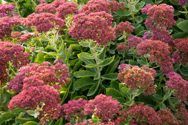 Verlengde bloei:13 bloemen voor tuinen in de late zomer en vroege herfst 
