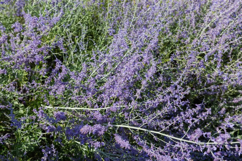 Verlengde bloei:13 bloemen voor tuinen in de late zomer en vroege herfst 