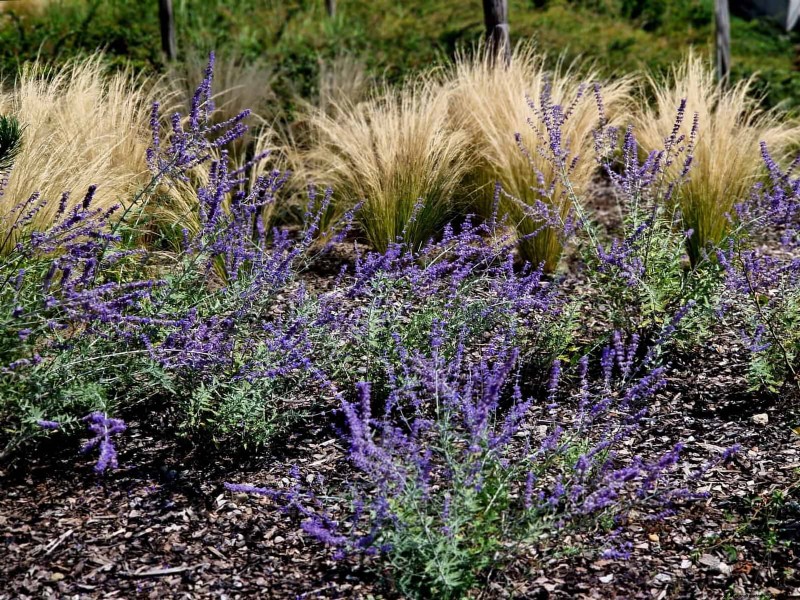 Verlengde bloei:13 bloemen voor tuinen in de late zomer en vroege herfst 