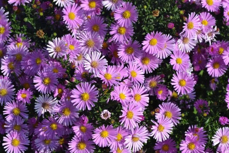 Verlengde bloei:13 bloemen voor tuinen in de late zomer en vroege herfst 