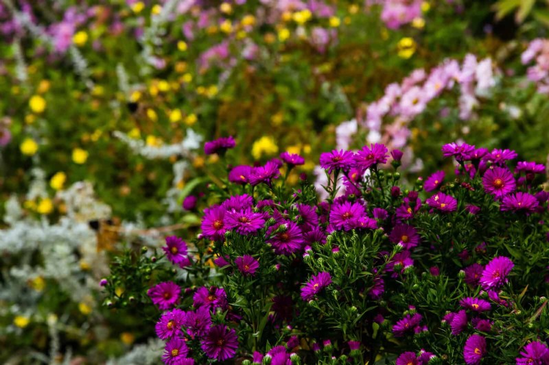 Verlengde bloei:13 bloemen voor tuinen in de late zomer en vroege herfst 