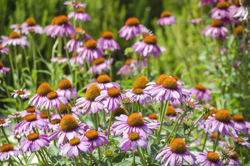Verlengde bloei:13 bloemen voor tuinen in de late zomer en vroege herfst 
