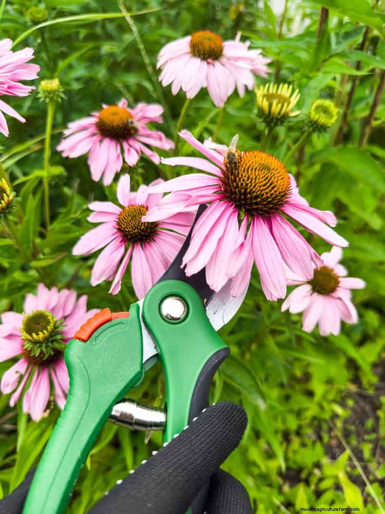 Verlengde bloei:13 bloemen voor tuinen in de late zomer en vroege herfst 