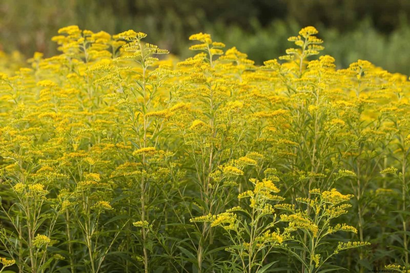 Verlengde bloei:13 bloemen voor tuinen in de late zomer en vroege herfst 