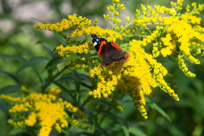 Verlengde bloei:13 bloemen voor tuinen in de late zomer en vroege herfst 