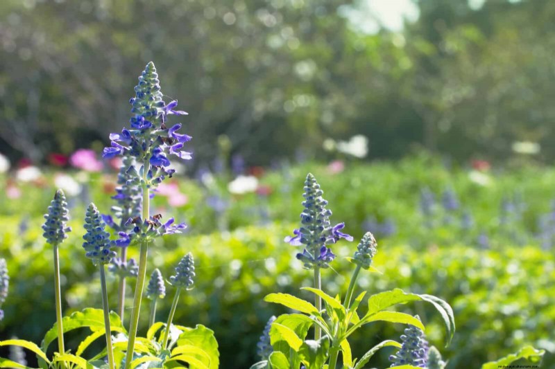 Verlengde bloei:13 bloemen voor tuinen in de late zomer en vroege herfst 