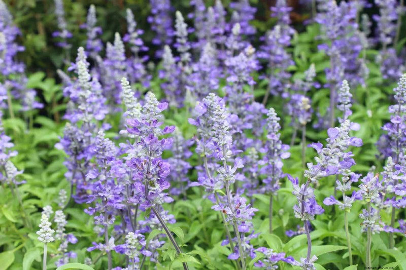 Verlengde bloei:13 bloemen voor tuinen in de late zomer en vroege herfst 