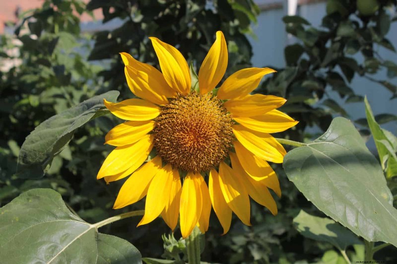Verlengde bloei:13 bloemen voor tuinen in de late zomer en vroege herfst 