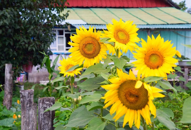 Verlengde bloei:13 bloemen voor tuinen in de late zomer en vroege herfst 