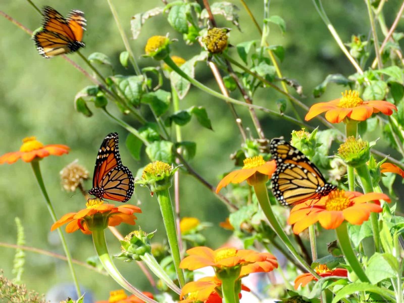 Verlengde bloei:13 bloemen voor tuinen in de late zomer en vroege herfst 