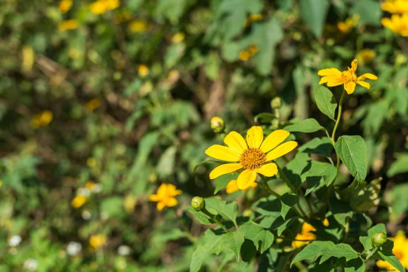 Verlengde bloei:13 bloemen voor tuinen in de late zomer en vroege herfst 