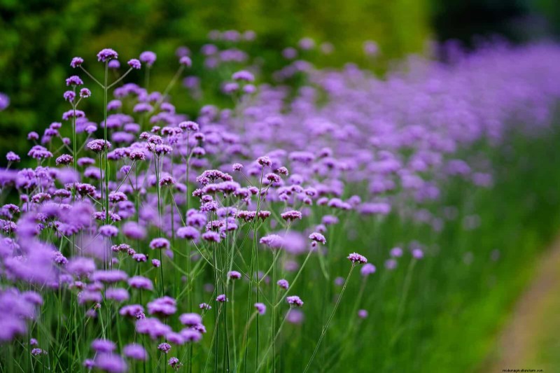 Verlengde bloei:13 bloemen voor tuinen in de late zomer en vroege herfst 