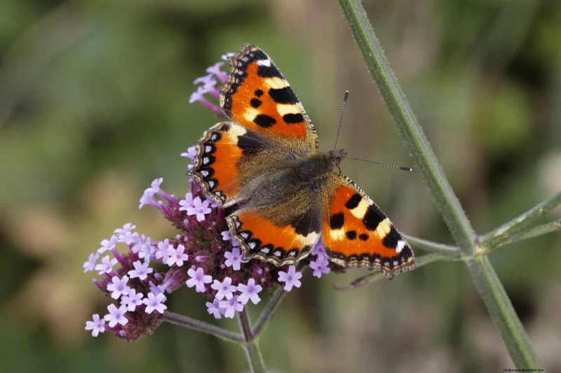 Verlengde bloei:13 bloemen voor tuinen in de late zomer en vroege herfst 