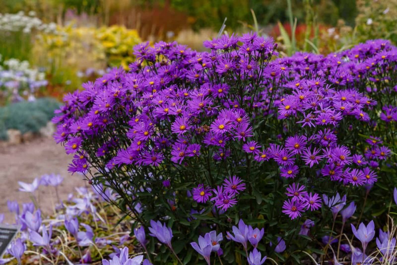Verlengde bloei:13 bloemen voor tuinen in de late zomer en vroege herfst 