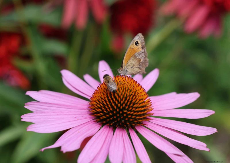 エキナセア：花粉媒介者の誘引と鮮やかな庭の色のための 15 のヒント 